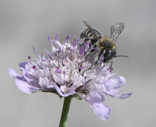 Hoplitis bisulca